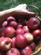 Mixed apples from the orchard